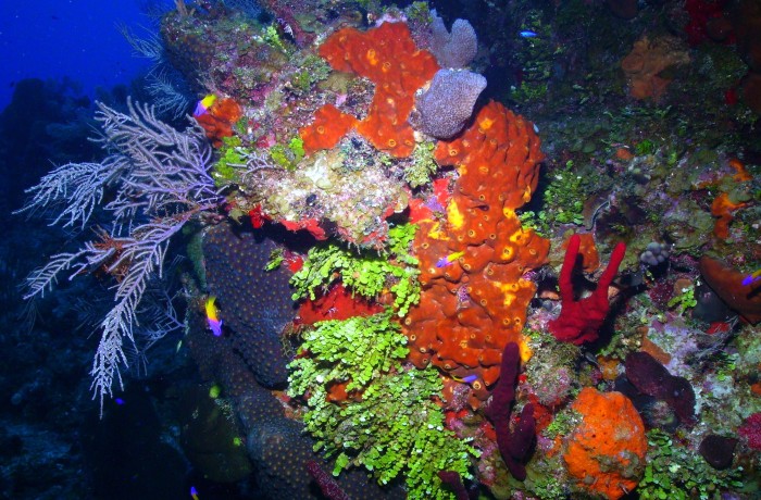 Colorful Corals
