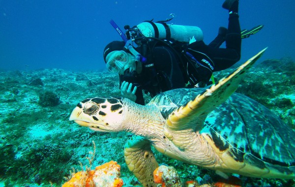 Swimming With a Hawksbill