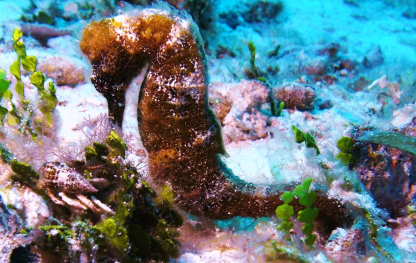 Brown Seahorse