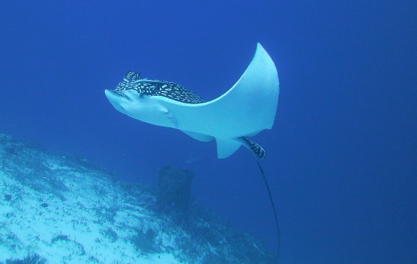 Eagle Ray Fly-by